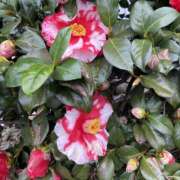 ヒメ日記 2026/03/29 20:35 投稿 白鳥ゆうき セカンドパートナー本店