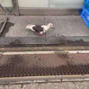 ヒメ日記 2026/06/28 21:45 投稿 白鳥ゆうき セカンドパートナー本店