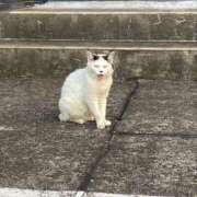ヒメ日記 2026/07/09 11:15 投稿 白鳥ゆうき セカンドパートナー本店