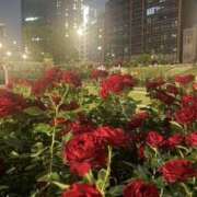 ヒメ日記 2026/04/02 15:42 投稿 にじほ スピードエコ難波店