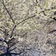 ヒメ日記 2026/04/03 10:52 投稿 にじほ スピードエコ難波店