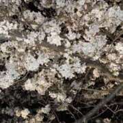 ヒメ日記 2026/04/04 15:22 投稿 こーら スピードエコ難波店