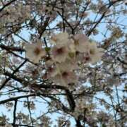 ヒメ日記 2026/04/09 17:24 投稿 ゆめ 秋葉原ハンドメイド