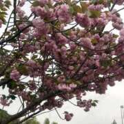 ヒメ日記 2026/04/20 06:17 投稿 樫村二葉 五十路マダム 博多店