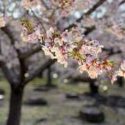 さな 桜満開だったよ? 池袋人妻ヒットパレード（シンデレラグループ）