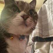 ヒメ日記 2026/04/01 05:45 投稿 ツクシ【小柄な麗し美少女】 ドＭなバニーちゃん小倉店