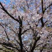 ヒメ日記 2026/04/08 16:00 投稿 ツクシ【小柄な麗し美少女】 ドＭなバニーちゃん小倉店