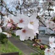 まお 桜の写真とった📷✨ ナンバーゼロハチイチ