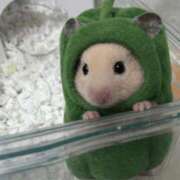 ヒメ日記 2026/03/31 08:29 投稿 まお 西船人妻花壇