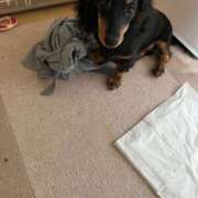 ヒメ日記 2026/04/08 14:44 投稿 まお 西船人妻花壇