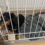 ヒメ日記 2026/04/09 19:23 投稿 まお 西船人妻花壇