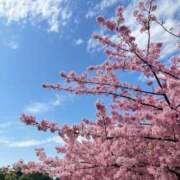 ヒメ日記 2026/04/02 12:04 投稿 ナナネ バニーコレクション秋田店