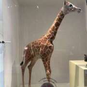 ヒメ日記 2026/04/03 12:11 投稿 ナナネ バニーコレクション秋田店