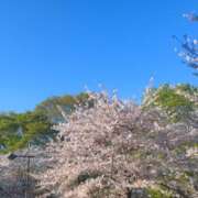 ヒメ日記 2026/04/04 19:57 投稿 ナナネ バニーコレクション秋田店