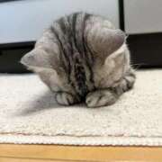 ヒメ日記 2026/04/26 12:04 投稿 さざれ いざ候 別館