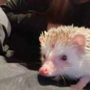 ヒメ日記 2026/03/30 10:20 投稿 あんじゅ 奥様特急　池袋・大塚店