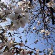 ヒメ日記 2026/04/05 01:48 投稿 らむ 池袋人妻城