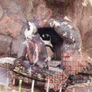 ヒメ日記 2026/05/27 23:30 投稿 家永　そら 川崎南町 素敵な奥様（川崎ハレ系）