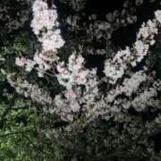 ヒメ日記 2026/03/30 08:12 投稿 あんじゅ 奥様特急　上野・鶯谷店