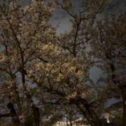 ヒメ日記 2026/03/29 19:15 投稿 にこり 丸妻 横浜本店