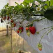 ヒメ日記 2026/03/31 21:27 投稿 にこり 丸妻 横浜本店