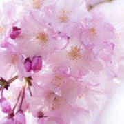 ヒメ日記 2026/04/05 20:40 投稿 まりあ 奥鉄オクテツ大阪