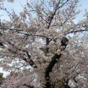 みあ お花見🌸 ラブリップ所沢