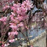 ヒメ日記 2026/03/30 19:07 投稿 あんり 丸妻 池袋店