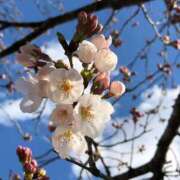 ヒメ日記 2026/04/02 17:46 投稿 あんり 丸妻 池袋店