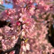 ヒメ日記 2026/04/03 11:03 投稿 あんり 丸妻 池袋店