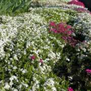 ヒメ日記 2026/04/18 11:59 投稿 あんり 丸妻 池袋店