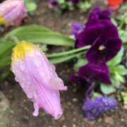 ヒメ日記 2026/04/03 00:07 投稿 西山 人妻風俗チャンネル