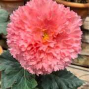 ヒメ日記 2026/03/28 22:06 投稿 ゆかり 人妻倶楽部　ひまわり