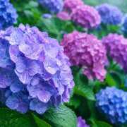 ヒメ日記 2026/05/12 14:15 投稿 霧島 えりな 癒しの円環～Art of Massage～五反田