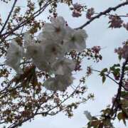 ヒメ日記 2026/04/15 19:50 投稿 新人 秋乃(あきの) エッチな熟女(広島)