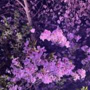 ヒメ日記 2026/04/08 01:32 投稿 ことの ハピネス福岡