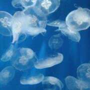 ヒメ日記 2026/04/05 13:02 投稿 シエル Club Hearts