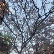 ヒメ日記 2026/03/31 18:02 投稿 あるの 錦糸町ちゃんこ