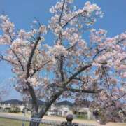 ヒメ日記 2026/04/03 12:33 投稿 うる 兵庫加東小野ちゃんこ