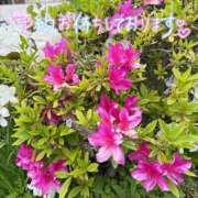 ヒメ日記 2026/04/23 10:30 投稿 ひとみ One More奥様　町田相模原店