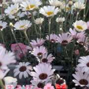 ヒメ日記 2026/03/30 19:34 投稿 琴【こと】 丸妻 西船橋店