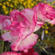 ヒメ日記 2026/03/31 07:31 投稿 琴【こと】 丸妻 西船橋店