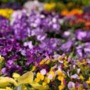 ヒメ日記 2026/04/04 23:09 投稿 琴【こと】 丸妻 西船橋店