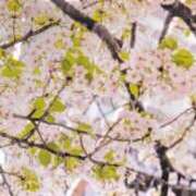 ヒメ日記 2026/04/08 12:45 投稿 琴【こと】 丸妻 西船橋店