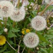 琴【こと】 未だに… 丸妻 西船橋店