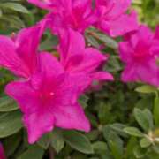 ヒメ日記 2026/04/25 08:33 投稿 琴【こと】 丸妻 西船橋店