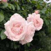 ヒメ日記 2026/04/28 14:06 投稿 琴【こと】 丸妻 西船橋店