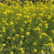 ヒメ日記 2026/04/08 13:45 投稿 みあ ナチュラルプリンセス