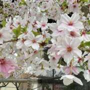 ヒメ日記 2026/04/07 06:53 投稿 すい VIVIDCREWマダムセカンドバージン 梅田店