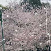 ヒメ日記 2026/05/23 09:02 投稿 林田【りんだ】 BLENDA V.I.P東京店